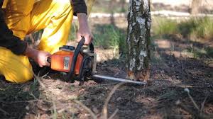 Best Root Management and Removal  in Peshtigo, WI